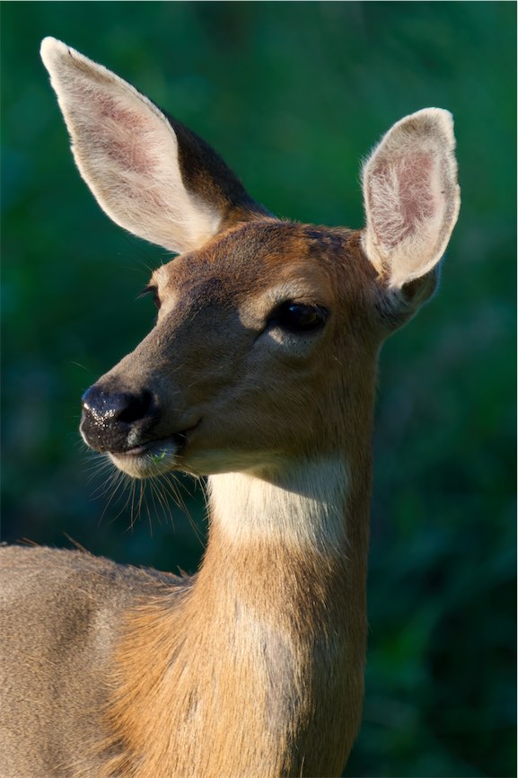 Deer 6 0909